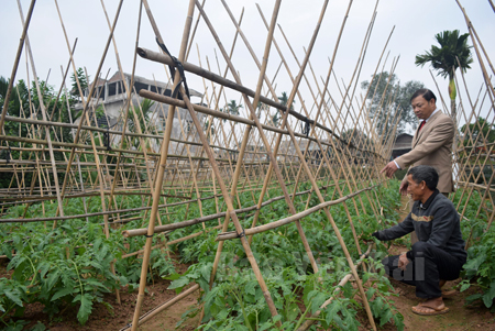 Đồng chí Trần Ngọc Liêm (người đứng) - Bí thư Đảng ủy thị trấn Mậu A, huyện Văn Yên thăm mô hình trồng cà chua của gia đình ông Nguyễn Hải Âu - Bí thư Chi bộ thôn Mầu.